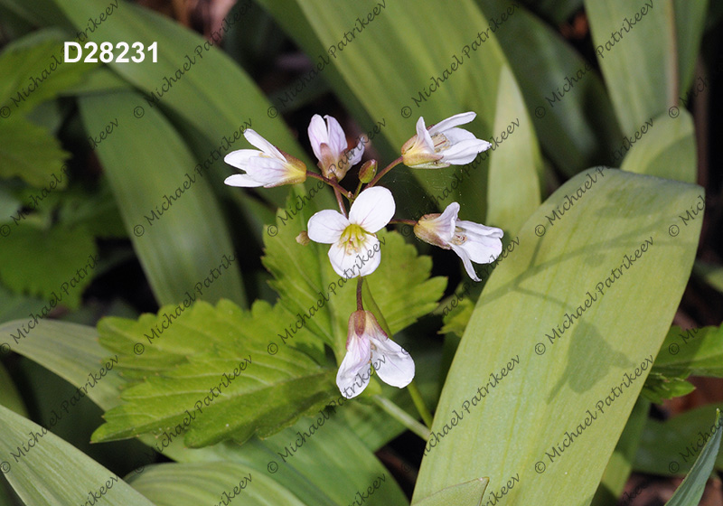 Twoleaf Toothwort (Cardamine diphylla)